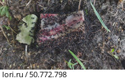 The ants found a bone with meat on the ground next to the anthill. They bite off pieces of meat and run home with their prey. The video shows pieces in the ants' jaws. Стоковое видео, видеограф Андрей Жигальцов / Фотобанк Лори