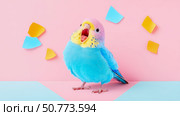Pastel Budgie Posing Against a Colorful Abstract Setting. Стоковое AI-изображение, AI-художник Данила Большаков / Фотобанк Лори