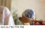 Owner man feeding a budgie. Close-up. White blue budgerigar perching on the hand. Pet bird is eating cucumber from human palm. Cozy Indoor Setting. Person is gently handfeeding a parrot in bright room. Стоковое видео, видеограф Марина Демидюк / Фотобанк Лори