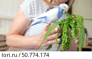 Owner man feeding a budgie. Close-up. White blue budgerigar perching on the hand. Pet bird is eating cucumber from human palm. Cozy Indoor Setting. Person is gently handfeeding a parrot in bright room. Стоковое видео, видеограф Марина Демидюк / Фотобанк Лори