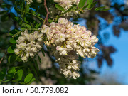 Blooming robinia pseudoacacia, commonly known in Russian as white acacia, is a fast—growing tree, a species of the genus Robinia of the Legume family Fabaceae on a sunny spring day, Astrakhan, Russia. Стоковое фото, фотограф Ula Ulachka / Фотобанк Лори
