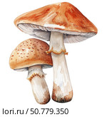 Toxic Amanita phalloides mushrooms in soft watercolor tones, clean white isolated background. Detailed poisonous fungi study with visible gill structure. Стоковое AI-изображение, AI-художник Светлана Леуто / Фотобанк Лори