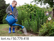 A cute boy with a blue watering can is watering plants and flowers in a summer garden outdoors. The concept of gardening and teaching a child to work. Стоковое фото, фотограф Photojuli / Фотобанк Лори