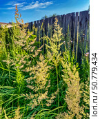 Трава вейника остроцветкового (Calamagrostis ostrovidova) на фоне деревянного забора. Стоковое фото, фотограф Владимир Шипикин / Фотобанк Лори