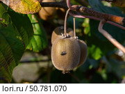 A fly sits on a kiwi fruit hanging on a branch. Стоковое фото, фотограф Екатерина Лызлова / Фотобанк Лори