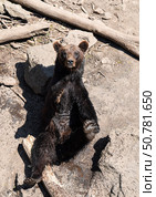 A Kamchatka brown bear sits with eyes half-closed, looking relaxed and at ease as it seems to enjoy a peaceful moment under the sun. Стоковое фото, фотограф Татьяна Терехина / Фотобанк Лори