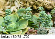 Mixed succulents growing among rocks in natural light. Close-up of various fleshy leaves and rosettes in green tones, Sedum and Echeveria species. Стоковое фото, фотограф Татьяна Терехина / Фотобанк Лори
