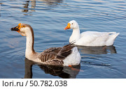 Гусь холмогорский (Kholmogory Goose) Стоковое фото, фотограф Наталья Зубарева / Фотобанк Лори