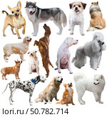 Image of dogs of different breeds. Стоковое фото, фотограф Яков Филимонов / Фотобанк Лори