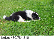 Dog puppy lying on the grass in the garden. A cross between a Bernese Mountain Dog and a Samoyed. Стоковое фото, фотограф Сергей Пристяжнюк (Serg Zastavkin) / Фотобанк Лори
