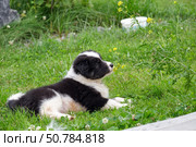 Dog puppy lying on the grass in the garden. A cross between a Bernese Mountain Dog and a Samoyed. Стоковое фото, фотограф Сергей Пристяжнюк (Serg Zastavkin) / Фотобанк Лори