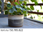Pilea peperomioides growing in modern pot on wooden table outdoors. Стоковое AI-изображение, AI-художник Иван Рябоконь / Фотобанк Лори