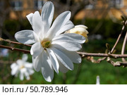 Цветущая магнолия. Стоковое фото, фотограф Сергей Куров / Фотобанк Лори