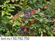 Mahonia aquifolium is a slow-growing, frost-resistant evergreen shrub. Стоковое фото, фотограф Володина Ольга / Фотобанк Лори