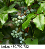 Mahonia aquifolium is a slow-growing, frost-resistant evergreen shrub. Стоковое фото, фотограф Володина Ольга / Фотобанк Лори