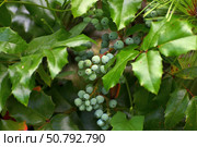 Mahonia aquifolium is a slow-growing, frost-resistant evergreen shrub. Стоковое фото, фотограф Володина Ольга / Фотобанк Лори
