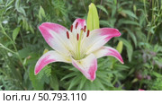 Close-up of a vibrant pink and white lily in full bloom surrounded by lush green foliage. Стоковое видео, видеограф Анастасия / Фотобанк Лори