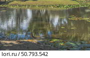 A wild monitor lizard comes out of the pond onto the shore. Above the water, head, back, tail. Blooming water lilies by the coast, green grass on the hill. Malaysia. Borneo. Kota Kinabalu. Стоковое фото, фотограф Вера Ивановна Кубарева / Фотобанк Лори