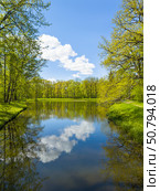 Picturesque spring landscape of forest park with mirror reflection of clouds and deciduous trees in quiet pond with ducks on sunny May day. Recreation and outdoors. Natural spring background. Стоковое фото, фотограф Виктория Катьянова / Фотобанк Лори