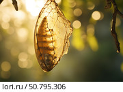 Empty cicada exoskeleton hanging from a tree branch at sunset. Стоковое AI-изображение, AI-художник Иван Рябоконь / Фотобанк Лори