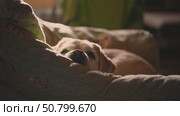 Adorable light brown dog resting peacefully on a cozy sofa, enjoying a moment of tranquility in a warm, mosquito prevents sleep. Стоковое видео, видеограф Ольга Ильина / Фотобанк Лори