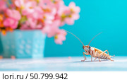 The Uninvited Guest: Cockroach in a Spring Blossom Setting, design for pest control awareness. Стоковое AI-изображение, AI-художник Данила Большаков / Фотобанк Лори