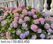 Colorful flowering paniculate hydrangea on a warm summer day. Стоковое фото, фотограф Соболева Наталия / Фотобанк Лори
