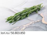 Fresh green estragon aroma stem. Стоковое фото, фотограф Андрей Старостин / Фотобанк Лори