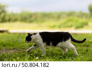 Уличная черно-белая кошка. Стоковое фото, фотограф Андрей Иванов / Фотобанк Лори
