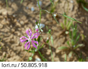 Pink Pirouette, Dwarf Pink Star or Mediterranean Catchfly (lat.- Silene colorata) Стоковое фото, фотограф Irina Opachevsky / Фотобанк Лори