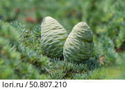 Красивые зеленые шишки на хвойном дереве в старом парке. Beautiful green cones on a coniferous tree in the old park. Стоковое фото, фотограф Татьяна Д / Фотобанк Лори