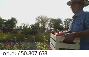 A farmer with a box of vegetables and fruits walks through the plot. Стоковое видео, видеограф Igor Skripachev / Фотобанк Лори