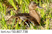 Wild duck hen hatches hooks on the nest. Стоковое фото, фотограф Igor Skripachev / Фотобанк Лори