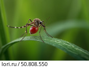 Комар напившийся крови. Макросъемка. A mosquito drunk on blood. Macro photography. Стоковое AI-изображение, AI-художник Гер Олег / Фотобанк Лори