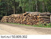 Felled trees lie along the road in the forest. Стоковое фото, фотограф Жанна Гапанович / Фотобанк Лори