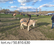 Осел. Редакционное фото, фотограф Владислав Малахов / Фотобанк Лори