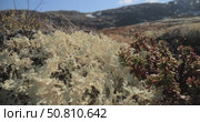 Arctic Tundra lichen moss close-up. Found primarily in areas of Arctic Tundra, alpine tundra, it is extremely cold-hardy. Cladonia rangiferina, also known as reindeer cup lichen. Стоковое видео, видеограф Андрей Армягов / Фотобанк Лори