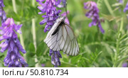 Mating of butterflies. Butterfly Aporia crataegi, the black-veined white, is a large butterfly of the family Pieridae. Стоковое видео, видеограф Андрей Армягов / Фотобанк Лори