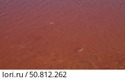 Calm surface of a vibrant red lake, showcasing rippling water patterns and contrasting sandy shore, creating a serene and captivating natural landscape scene. Sasyk-Sivash Lake. Стоковое видео, видеограф Ирина Ручушкина / Фотобанк Лори