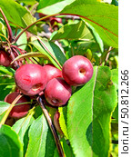 Спелые плоды яблони ягодной (Malus baccata (L.) Borkh.), освещенные солнцем. Стоковое фото, фотограф Ирина Борсученко / Фотобанк Лори