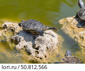 Красноухие черепахи греются на камне в лучах солнца. Red-eared turtles basking and swimming in the sun. Стоковое фото, фотограф Татьяна Д / Фотобанк Лори
