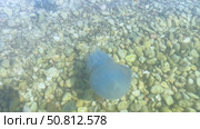 Transparent jellyfish gracefully gliding through clear water above a bed of smooth pebbles, showcasing its delicate tentacles and ethereal beauty in a serene aquatic environment. Стоковое видео, видеограф Ирина Ручушкина / Фотобанк Лори