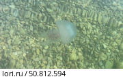 Transparent jellyfish gracefully gliding through clear water above a bed of smooth pebbles, showcasing its delicate tentacles and ethereal beauty in a serene aquatic environment. Стоковое видео, видеограф Ирина Ручушкина / Фотобанк Лори