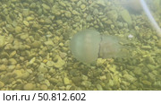 Ethereal jellyfish gliding through clear water above smooth pebbles, showcasing its delicate tentacles and tranquil ambiance of the underwater scene. Стоковое видео, видеограф Ирина Ручушкина / Фотобанк Лори