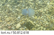 Ethereal jellyfish gliding through clear water above smooth pebbles, showcasing its delicate tentacles and tranquil ambiance of the underwater scene. Стоковое видео, видеограф Ирина Ручушкина / Фотобанк Лори