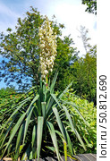 Юкка нитчатая (Yucca filamentosa L.). Общий вид цветущего растения. Стоковое фото, фотограф Ирина Борсученко / Фотобанк Лори
