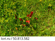 Dock plant with striking red leaves, green grass, surrounded by tiny yellow blossoms, highlighting natural diversity and seasonal growth outdoors. Herbal, medicinal benefits, pollinator attraction. Стоковое фото, фотограф Андрей Ка / Фотобанк Лори