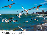 Seagulls in Flight Over Caspian Sea Beach in Makhachkala. Стоковое фото, фотограф Дмитрий Брусков / Фотобанк Лори