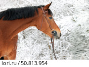 Dressage saddle horse portrait in winter woods background. Портрет спортивной верховой лошади на фоне зимнего леса в инее. Стоковое фото, фотограф Михаил Кондрашов / Фотобанк Лори