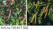 Caragana tree, yellow acacia. Стоковое фото, фотограф Любовь Назарова / Фотобанк Лори